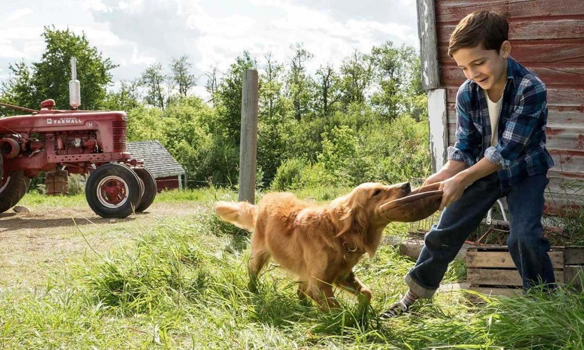 دانلود فیلم A Dog’s Purpose 2017 (هدف یک سگ) زیرنویس فارسی