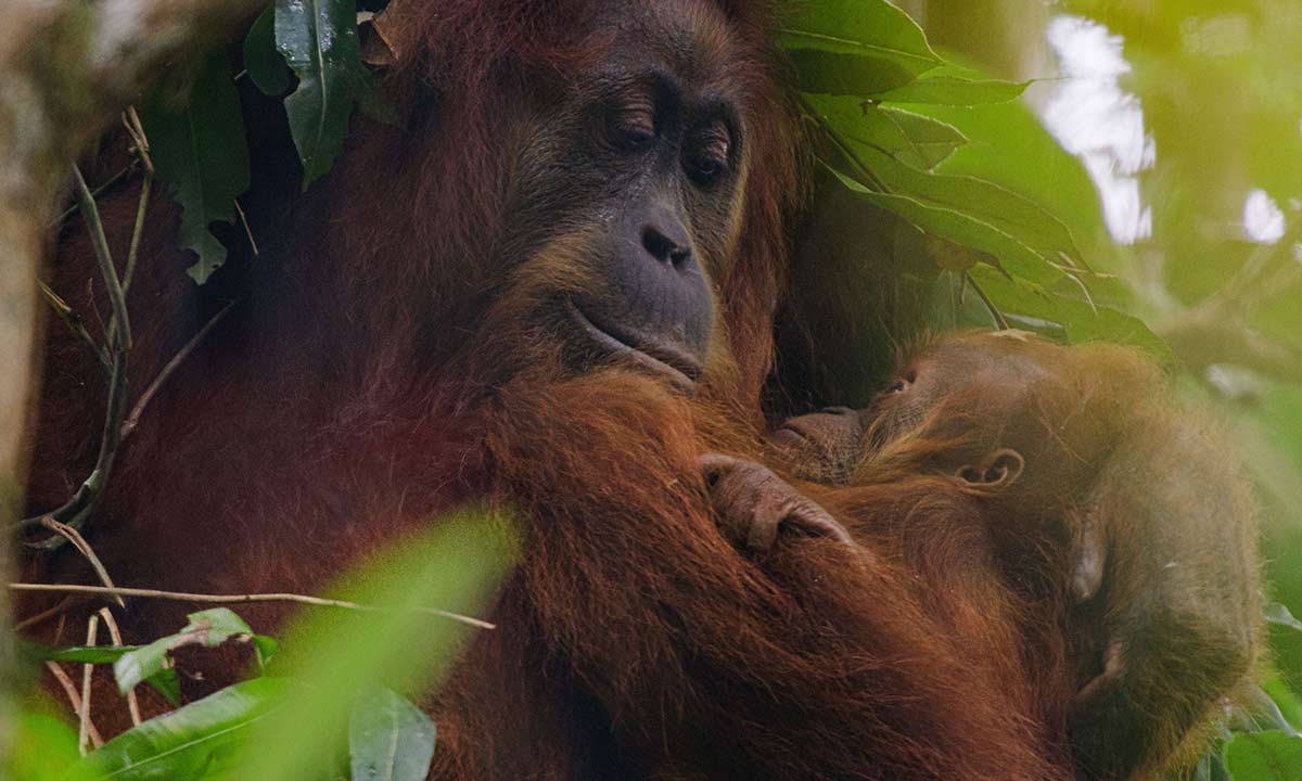 دانلود مستند Orangutan 2026 (اورانگوتان) با زیرنویس فارسی دانلود مستند Orangutan 2026 (اورانگوتان) با زیرنویس فارسی