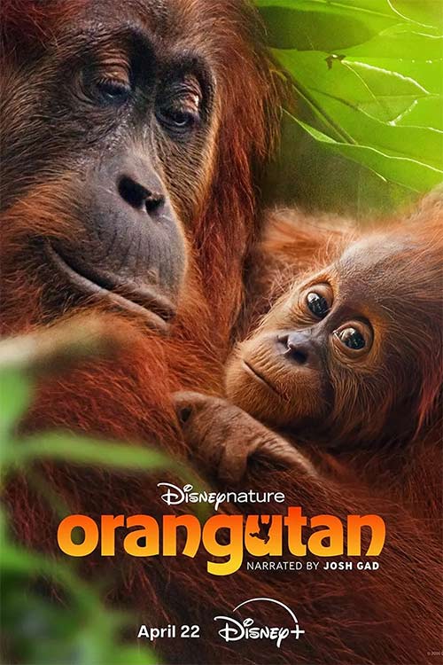 دانلود مستند Orangutan 2026