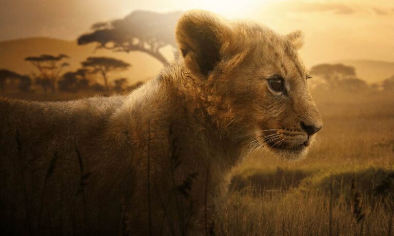 دانلود مستند Lion 2026 (شیر) با زیرنویس فارسی