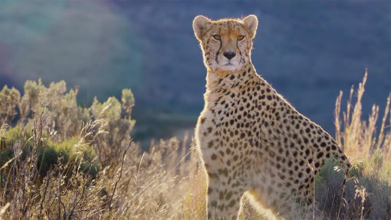 دانلود مستند Africa Earth’s Wild Home 2026 (آفریقا خانه وحشی زمین)