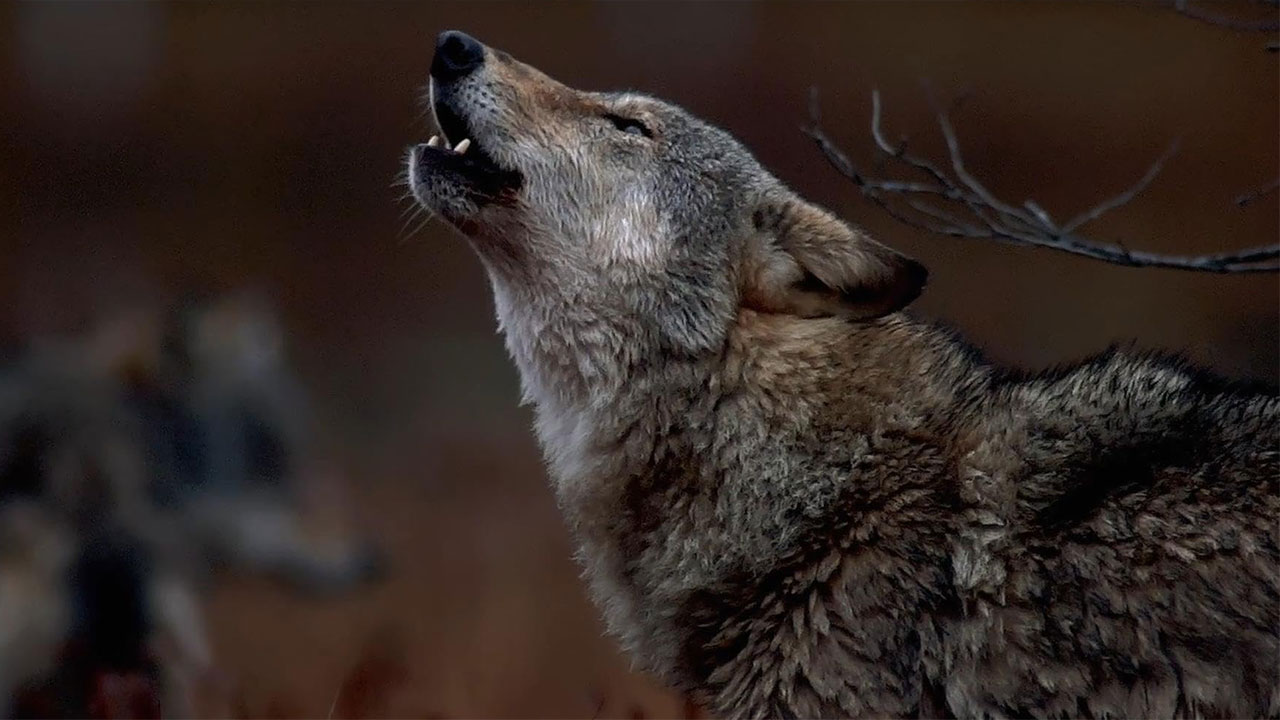 دانلود مستند In the Company of Wolves: An American Journey 2026 (هم نشینی با گرگ ها) دانلود مستند In the Company of Wolves: An American Journey 2026 (هم نشینی با گرگ ها)